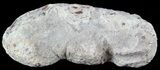 Fish Coprolite (Fossil Poo) - Kansas #49349-1